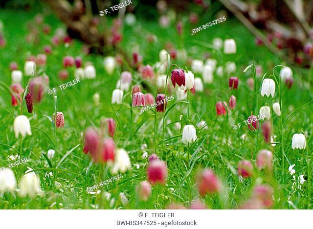 common fritillary, snake's-head fritillaria (Fritillaria meleagris), blooming in white and violet in a meadow, Germany