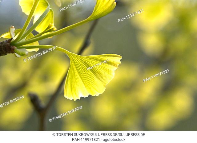05.05.2019, Schleswig-Holstein, Schleswig: Close-up of some freshly sprouting ginkgo leaves on a ginkgo tree in spring. Class: Ginkgo Plants (Ginkgoopsida)