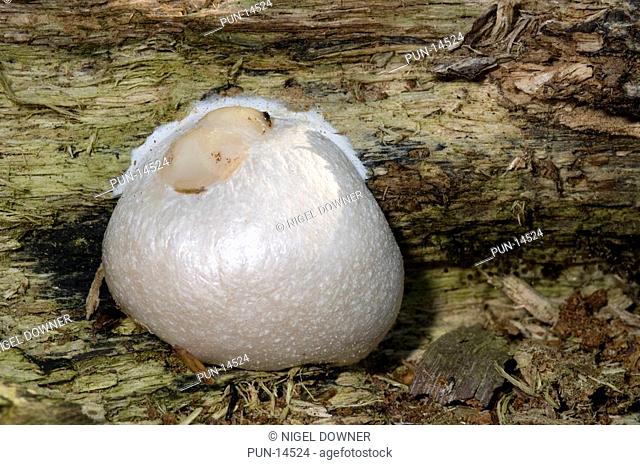 Close-up of a white ball-shaped slime mould Enteridium lycoperdon growing on a rotting log in a Norfolk wood in spring