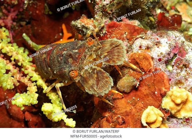 Lesser Locust Lobster, Scyllarus arctus, Triscavac Bay, Susac Island, Adriatic Sea, Croatia