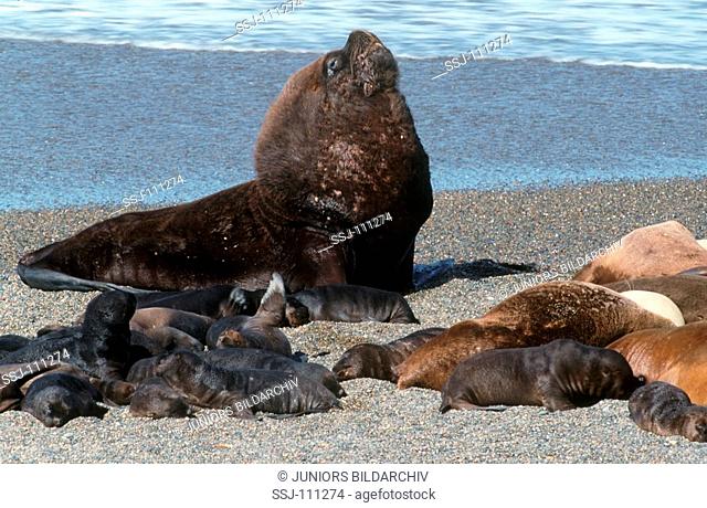 Soth American Sea lion with its young / Otaria flavescens
