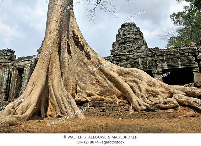 Fig tree (Ficus), Banteay Kdei temple complex, Angkor, Cambodia, Asia