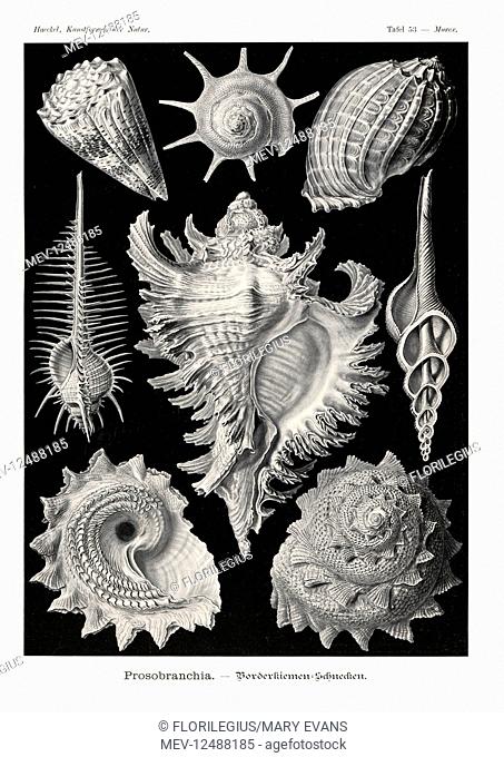 Prosobranchia sea snail shells: triumphant star turban, Guildfordia triumphans 1, imperial cone, Conus imperialis 2, Madras harp, Harpa davidis 3, Venus comb