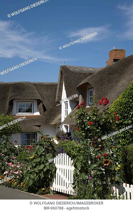 Flowering garden in front of a Frisian House on Amrum Island, North Frisia, North Sea, Schleswig-Holstein, Germany, Europe