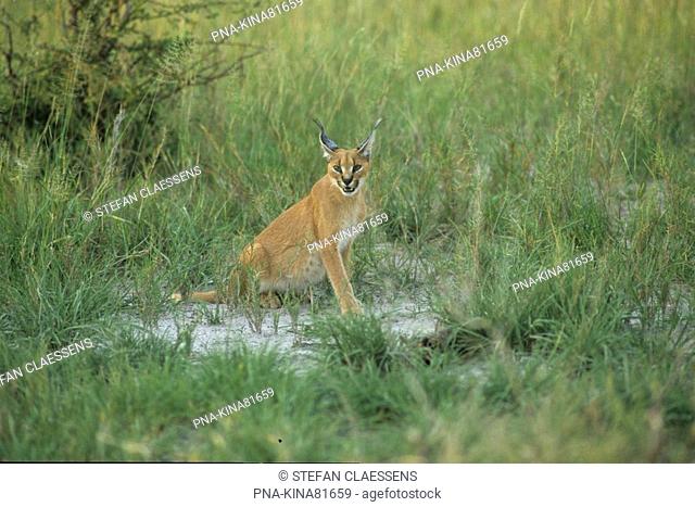 African lynx Caracal caracal - Etosha national park, Namutoni, Fishers pan, Ovamboland, Namibia, Africa
