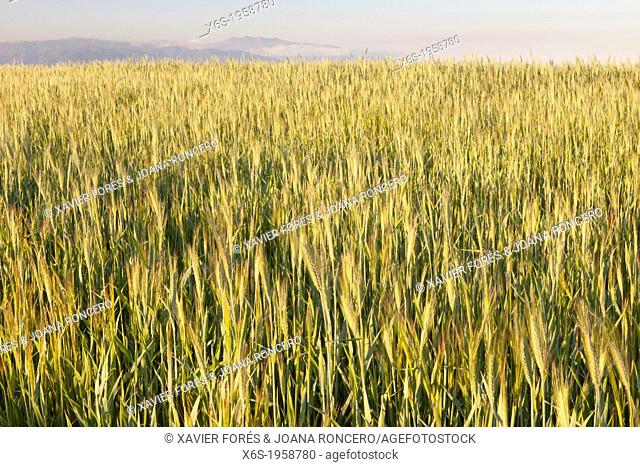 Wheat crops in Natural Park of Els Gallecs, Mollet del Vallés, Barcelona, Spain