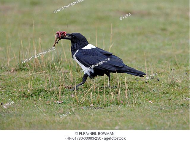 Pied Crow Corvus albus adult, walking, bird remains in beak, Kenya, october