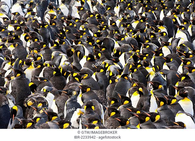 King penguin (Aptenodytes patagonicus) colony, St. Andrews Bay, South Georgia Island