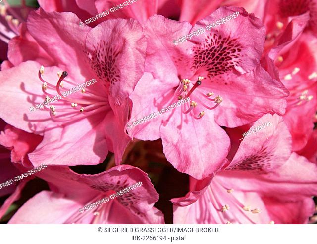 Rhododendron, blossoms, pink, pistil