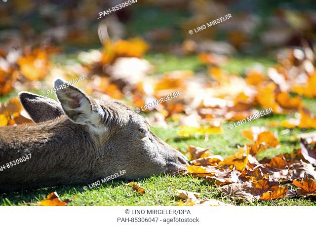 A Mesopotamian fallow deer lies among the scattered autumn leaves in the sun with its eyes closed at the Wilhelma Zoo in Stuttgart, Germany, 1 November 2016