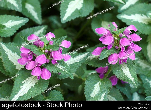 Spotted dead-nettle (Lamium maculatum). Called Spotted henbit and purple dragon also