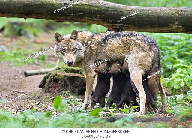 European wolf (Canis lupus lupus) with pup, puppy, Wildpark Poing wildlife park, Bavaria, Germany, Europe