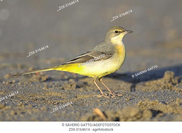 Grey Wagtail, Standing on the sand, Campania, Italy (Motacilla cinerea)