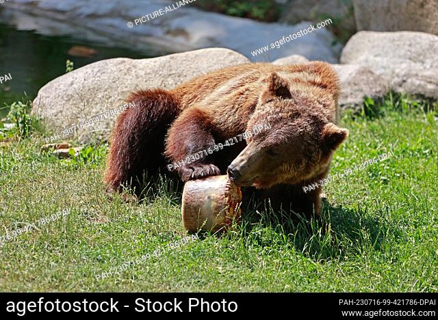 16 July 2023, Saxony-Anhalt, Thale: Brown bear Moritz enjoys an ice cream bomb in the summer heat. The bears Moritz and Idun were officially let out onto the...