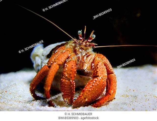 parasit anemone hermit crab (Dardanus pedunculatus), front view, Indonesia