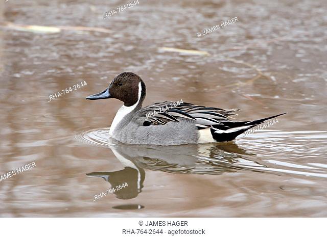 Northern pintail Anas acuta, Bosque del Apache National Wildlife Refuge, New Mexico, United States of America, North America
