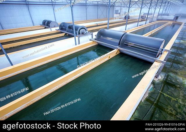 20 October 2020, Mecklenburg-Western Pomerania, Neustadt-Glewe: Water with spirulina blue-green algae moves in one of the 100-meter-long water basins of the...