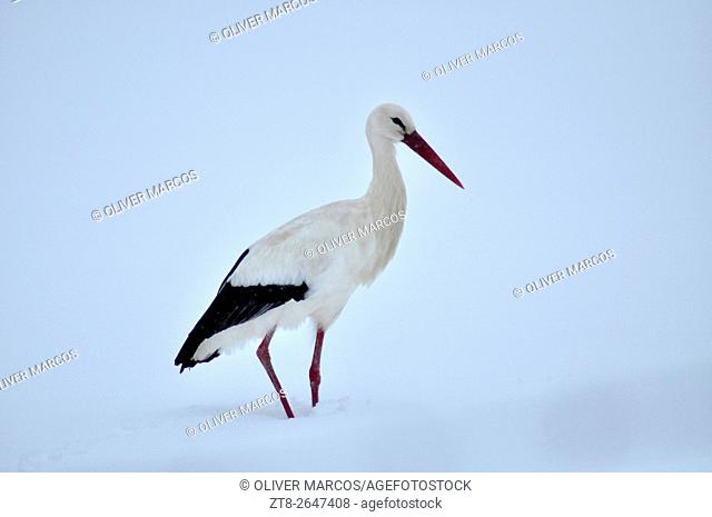 White Stork in a snow covered landscape. Leon province, Spain