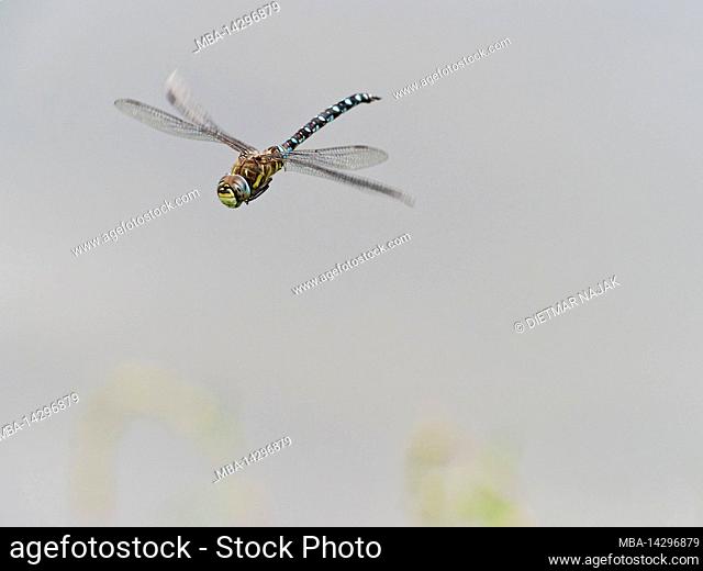 Dragonfly in flight