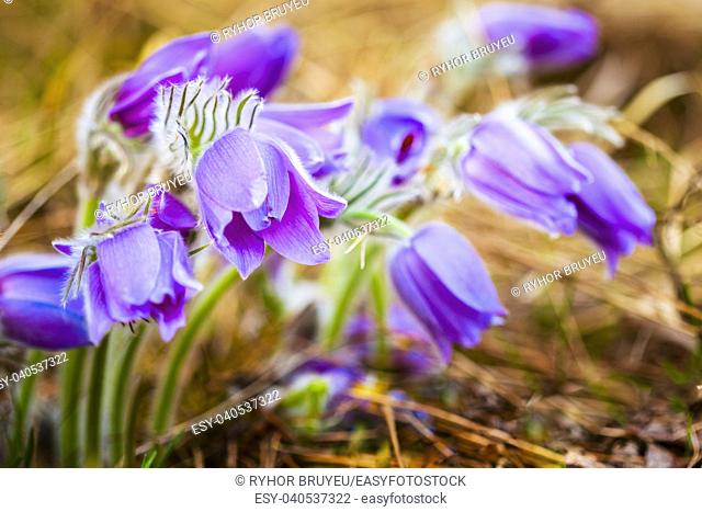 Wild Spring Flowers Pulsatilla Patens. Flowering Plant In Family Ranunculaceae, Native To Europe, Russia, Mongolia, China, Canada And United States