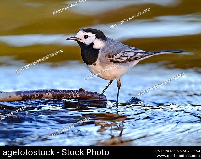 18 April 2022, Brandenburg, Kersdorf: A wagtail (Motacilla alba) on the banks of the Spree River. Pied wagtails, with their black and white plumage, long
