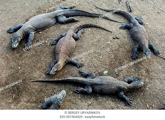 Komodo dragons have a rest