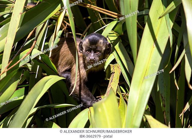 Tufted Capuchin, Black-capped Capuchin or Pin Monkey (Cebus apella), infant sitting in a palm, Northwood, Christchurch, Canterbury Region, New Zealand