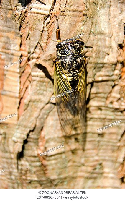 Cicada, Cryptotympana facialis