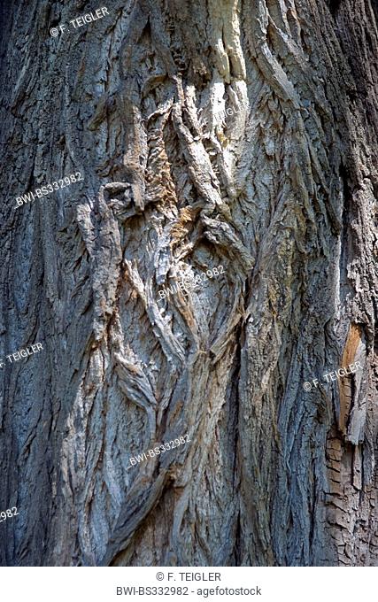 black poplar, balm of gilead, black cottonwood (Populus nigra), bark, Germany