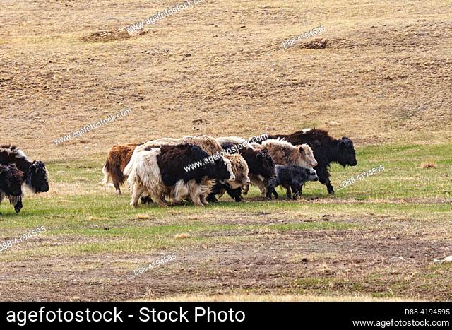 Asia, Mongolia, Eastern Mongolia, Steppe, Herd of domestic Yak (Bos grunniens )