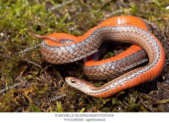 Northern red-bellied snake, Storeria occipitomaculata occipitomaculata, gravid female, endemic to North America