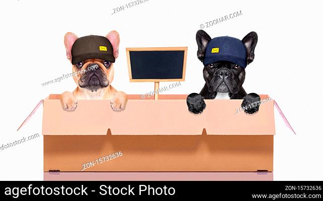 mail delivery couple or row of dogs in a big moving box , with blank placard or blackboard , isolated on white background
