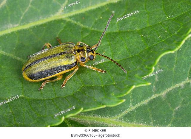 Elm-leaf beetle, Elm Leaf Beetle, Elm Leaf-Beetle (Xanthogaleruca luteola, Galeruca luteola, Pyrrhalta luteola), on a leaf, Germany
