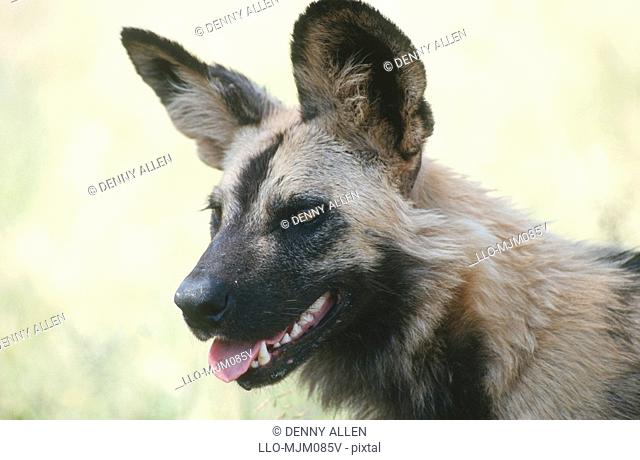 African Wild Dog, Lycaon pictus, South Africa