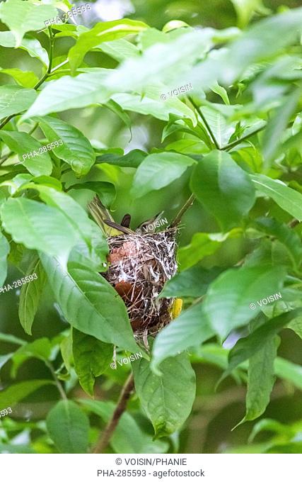 Hummingbird's nest