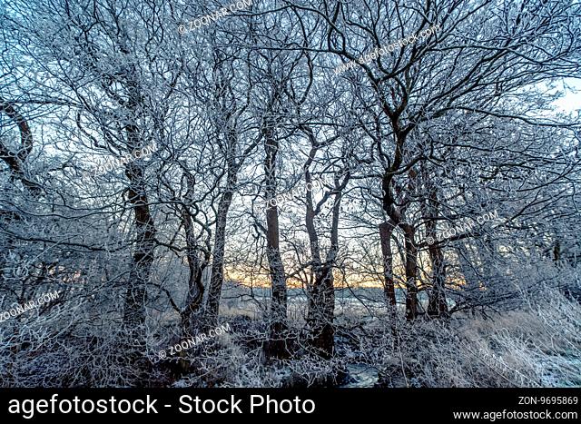 Branches covered with frost in the sunrise on a winter morning