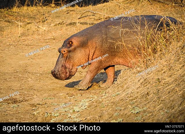 Hippo (Hippopotamus amphibius) walking on dry land in the Luangwa Valley, South Luangwa National Park, Zambia, Africa
