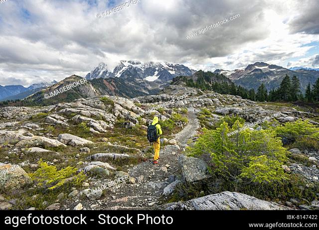 Hikers on trail on Table Mountain, view of Mt. Shuksan with snow and glacier, Mt. Baker-Snoqualmie National Forest, Washington, USA, North America