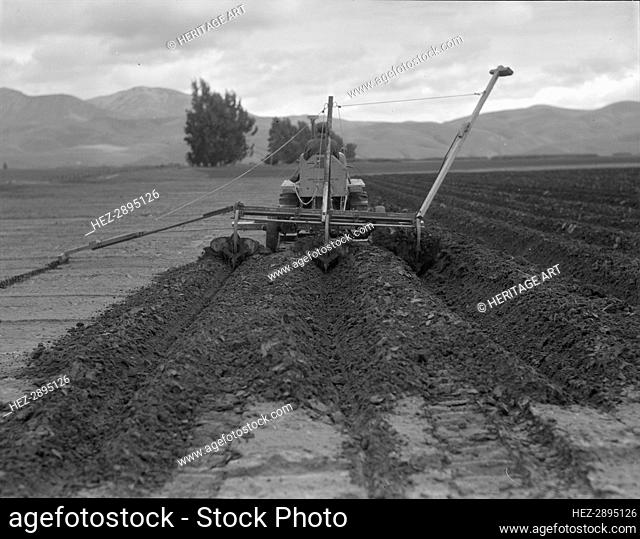 Sugar beet field freshly plowed by tractor with plowshare..Mexican operator, CA, 1936. Creator: Dorothea Lange