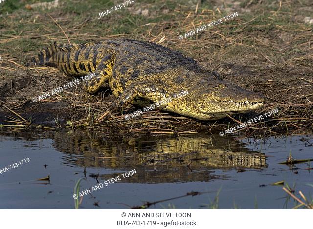 Nile crocodile, Crocodylus niloticus, Chobe river, Botswana, Southern Africa