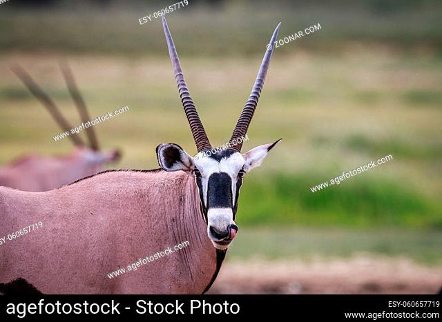 Gemsbok starring at the camera in the Kgalagadi Transfrontier Park, South Africa