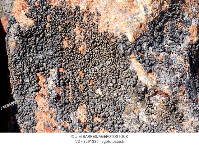 Verrucaria amphibia or Verrucaria symbalana is a crustose lichen that grows on coastline rocks. This photo was taken in Cabo de Creus Natural Park