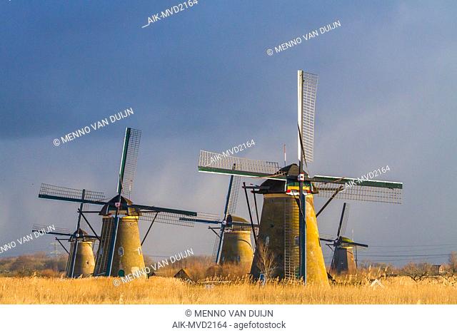 Panoramic view of the Netherlands. Iconic 18th-century windmills at Kinderdijk with reed bed in front