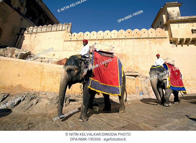 men sitting on elephant amer fort jaipur Rajasthan India Asia