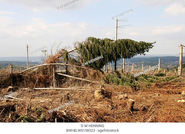 Norway spruce Picea abies, storm loss in a forest, Germany, North Rhine-Westphalia, Sauerland