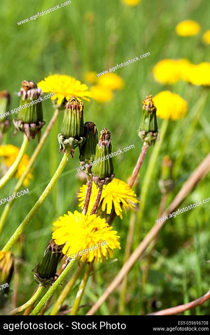 yellow beautiful flowers dandelions in the meadow in spring, closeup