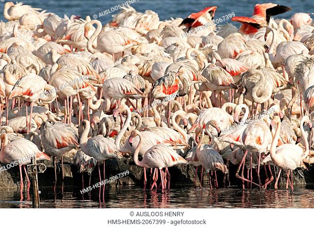 France, Camargue, Great Flamingo (Phoenicopterus roseus), colony Fangassier
