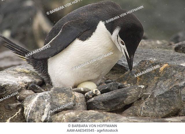 Chinstrap Penguin on Nest of Rocks with Egg, Cape Lookout, Elephant Island