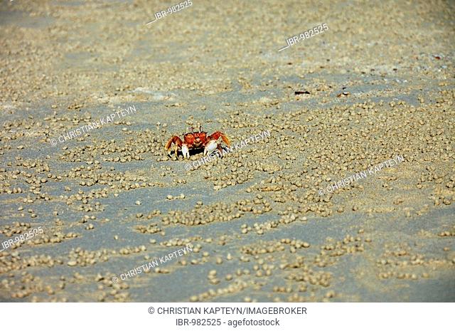 Ghost Crab (Ocypode gaudichaudii), Galapagos Islands, Ecuador, South America