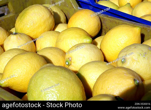 Yellow lemons in blue box on harvest
